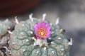 Lophophora jourdaniana2